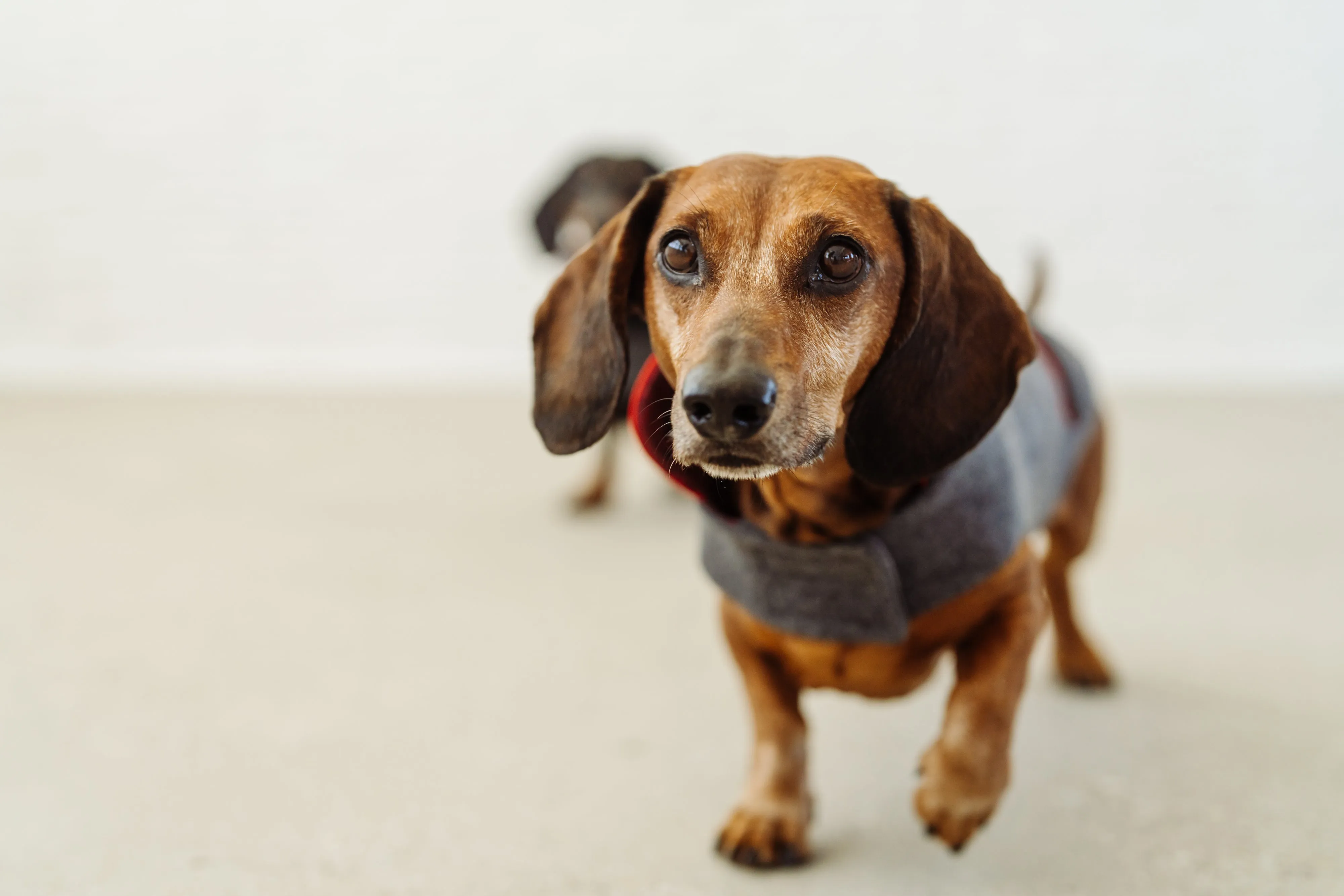 Dachshund wool jacket Rosi