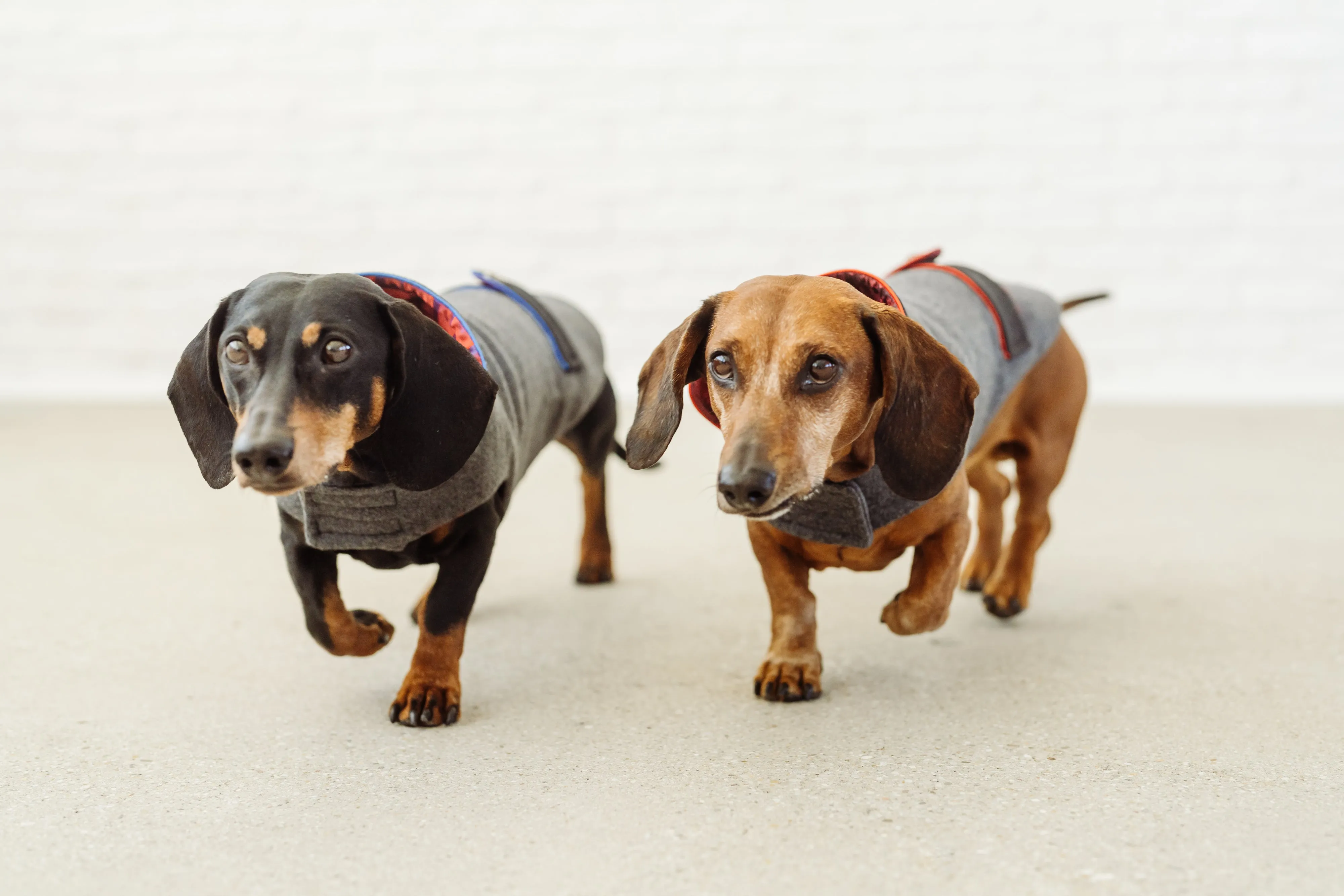 Dachshund wool jacket Rosi