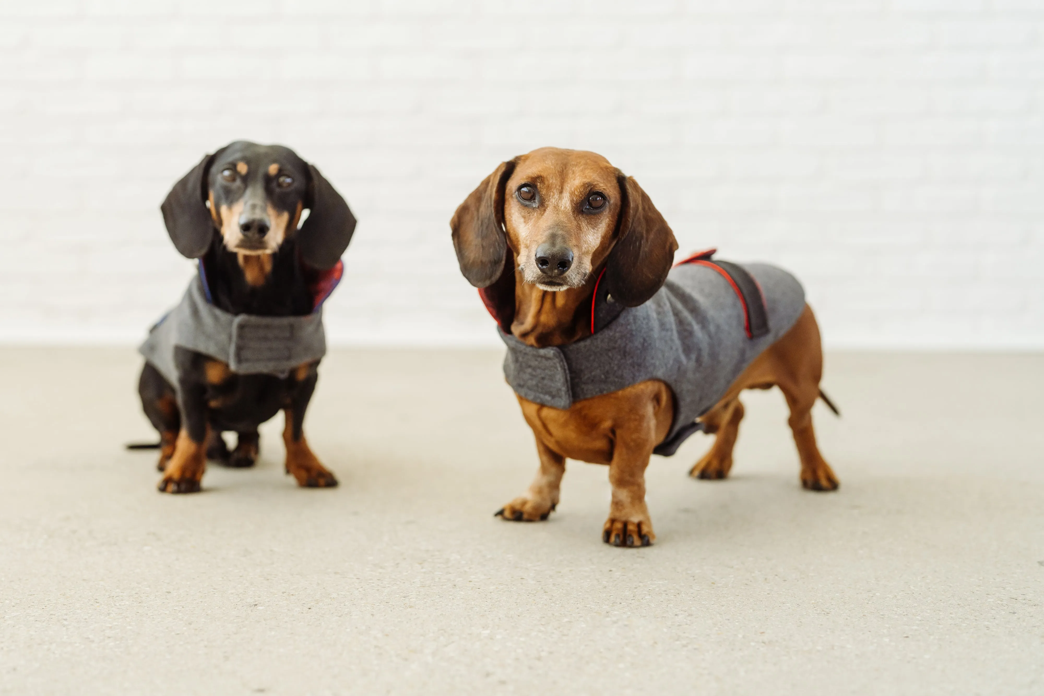 Dachshund wool jacket Rosi