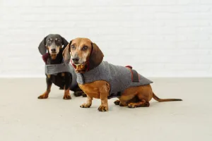 Dachshund wool jacket Rosi