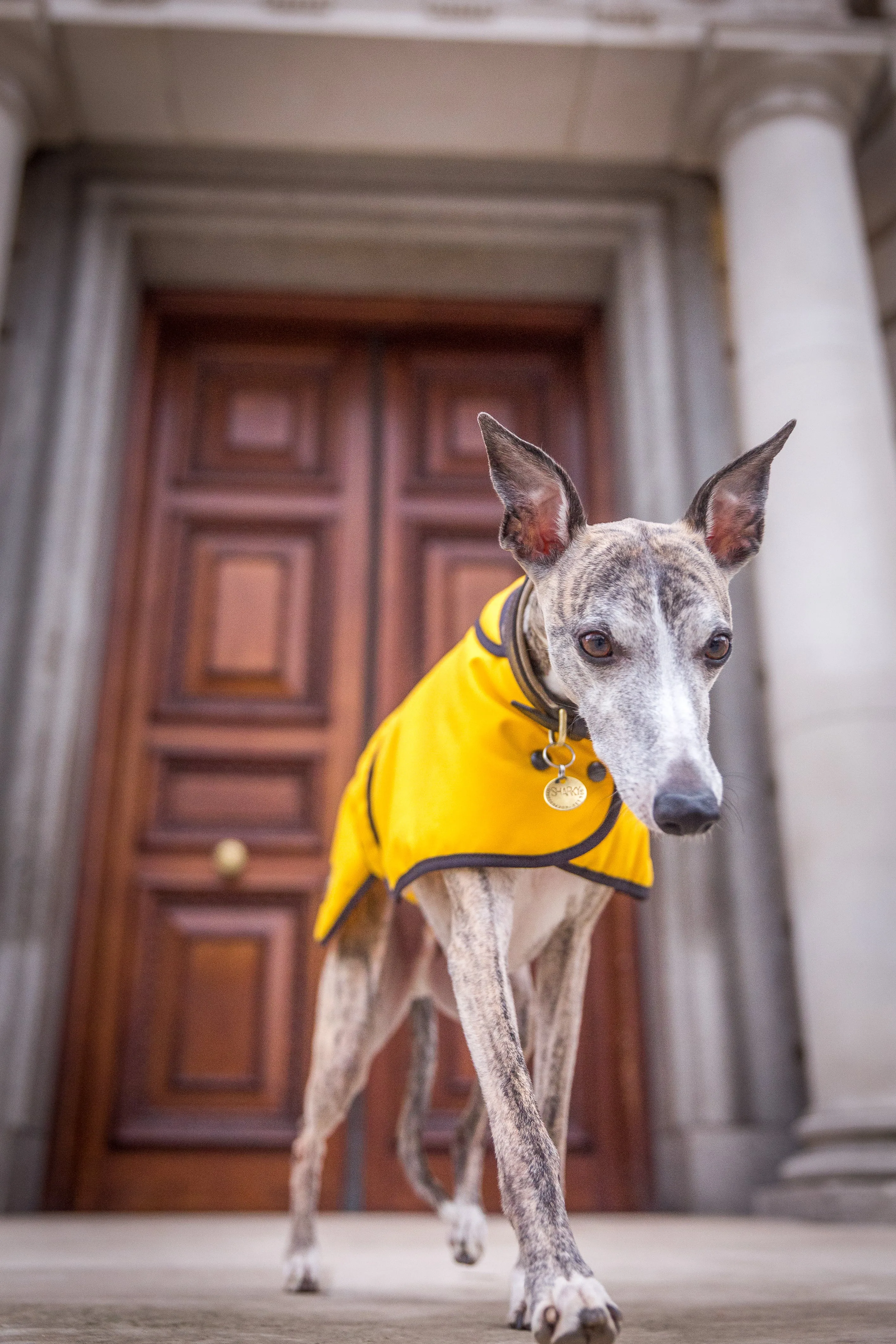 Mustard Wax Whippet Coat