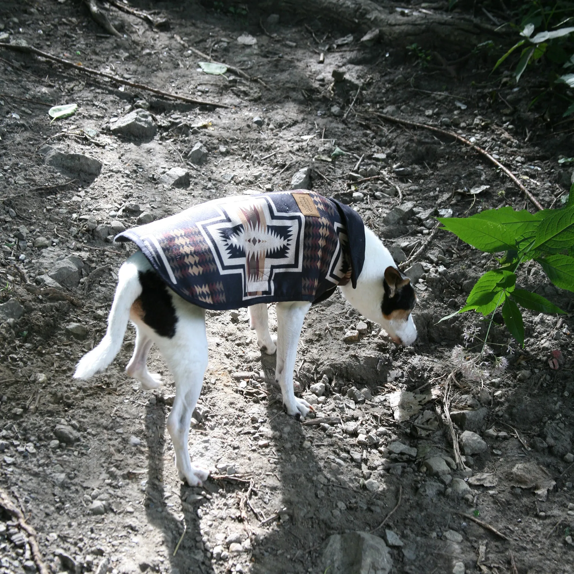 Pendleton Harding Dog Coat
